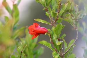 Pomegranates ripen on trees in a city park in northern Israel. photo