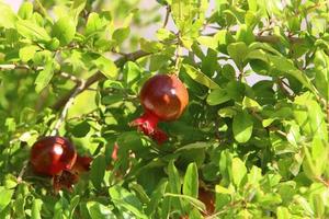 Pomegranates ripen on trees in a city park in northern Israel. photo