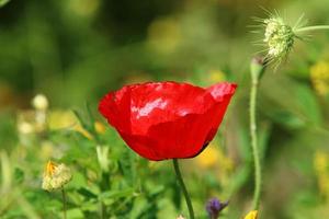 Bright anemone flowers bloomed in a forest clearing. photo