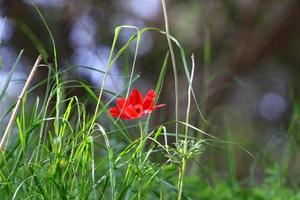 Bright anemone flowers bloomed in a forest clearing. photo