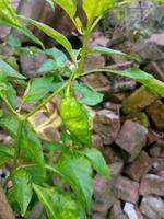 Fresh rocoto chili isolated with tree photo