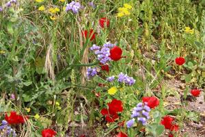 Bright anemone flowers bloomed in a forest clearing. photo