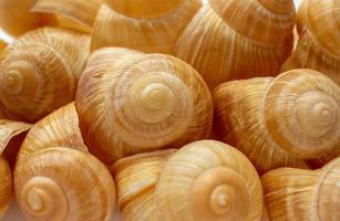 Background of Burgundy snail shells close-up. Macrophotography seashell texture photo