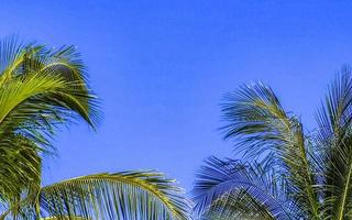 Tropical natural palm tree coconuts blue sky in Mexico. photo