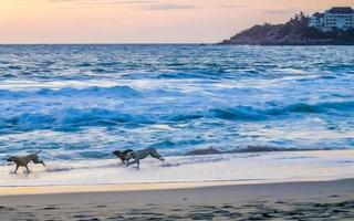 Dogs running happily in front of the sunset beach Mexico. photo