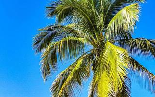 Tropical natural palm tree coconuts blue sky in Mexico. photo