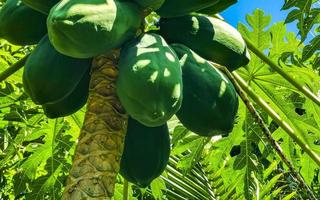 Beautiful papaya tree in tropical nature in Puerto Escondido Mexico. photo