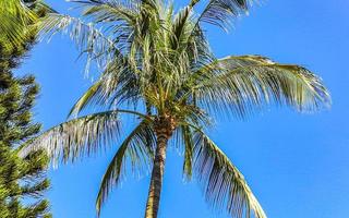 Tropical natural palm tree coconuts blue sky in Mexico. photo