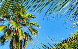 Tropical natural palm tree coconuts blue sky in Mexico. photo