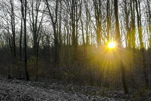 Cool fresh forest and nature in winter time in Germany. photo