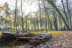 bosque fresco fresco y naturaleza en invierno en alemania. foto
