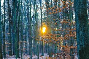 Cool fresh forest and nature in winter time in Germany. photo