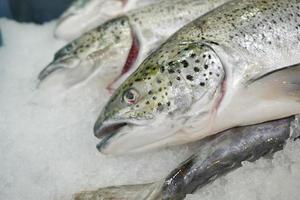 atún crudo sobre hielo de cerca foto