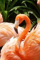 red and pink flamingos in singapore zoo photo