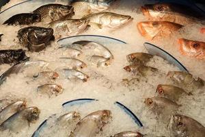 fresh fish in ice at local market shop photo