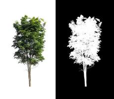 Tree isolated on white background with clipping path and alpha channel photo