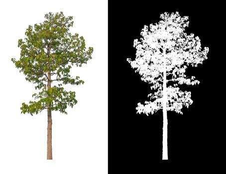 Tree isolated on white background with clipping path and alpha channel photo