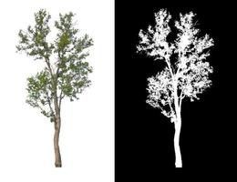 Tree isolated on white background with clipping path and alpha channel photo