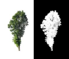 Tree isolated on white background with clipping path and alpha channel photo