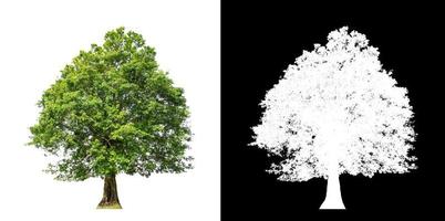 Tree isolated on white background with clipping path and alpha channel photo