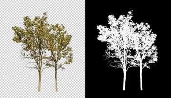 árbol aislado sobre fondo transparente con ruta de corte y canal alfa. foto