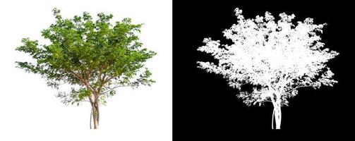 single tree with clipping path and alpha channel on black background photo