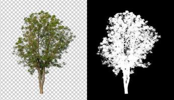 Tree isolated on transparent background with clipping path and alpha channel photo