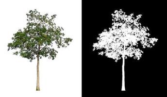 single tree with clipping path and alpha channel on black background photo