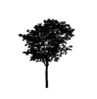 Isolated tree silhouette for brush on white background photo