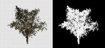 árbol aislado sobre fondo transparente con ruta de corte y canal alfa. foto