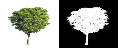 single tree with clipping path and alpha channel on black background photo