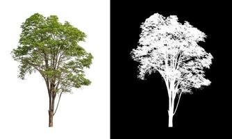 single tree with clipping path and alpha channel on black background photo