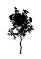 Tree silhouette for brush on white background photo