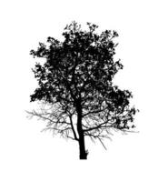 Tree silhouette for brush on white background photo