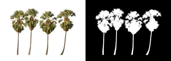 sugar palm that are isolated on a white background are suitable for both printing and web pages photo