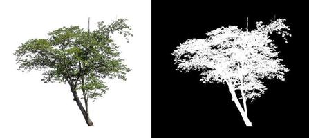 Tree on transparent picture background with clipping path, single tree with clipping path and alpha channel photo