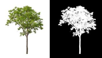 Tree isolated on a white background with clipping path and alpha channel photo