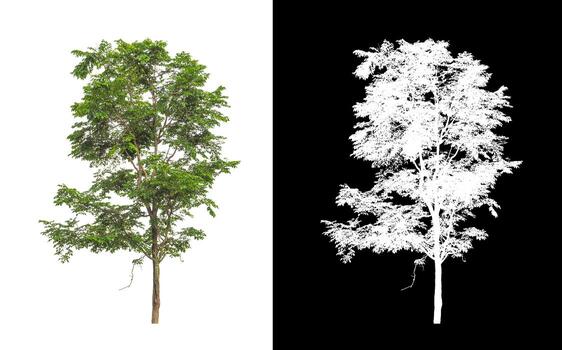 Tree isolated on a white background with clipping path and alpha channel photo