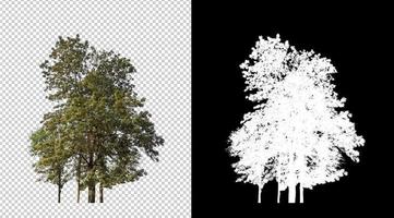 Isolated trees on transparent background with cut path and alpha channel. photo