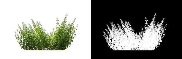 Clump  grass isolated on white background with clipping path and alpha channel photo