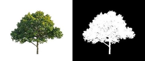 single tree with clipping path and alpha channel on black background photo