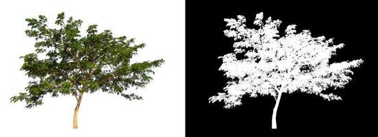 single tree with clipping path and alpha channel on black background photo