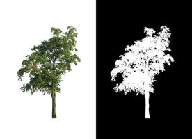 single tree with clipping path and alpha channel on black background photo