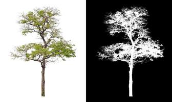 single tree with clipping path and alpha channel on black background photo