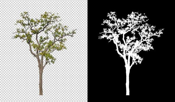 Tree isolated on transparent background with clipping path and alpha channel photo