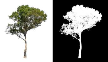 single tree with clipping path and alpha channel on black background photo