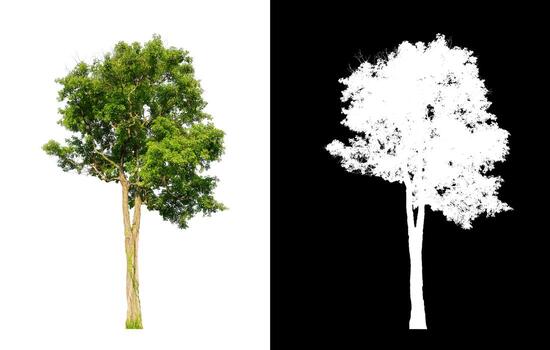 Tree isolated on a white background with clipping path and alpha channel photo