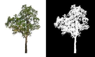 árbol aislado en un fondo blanco con trazado de recorte y canal alfa foto