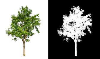 Tree isolated on a white background with clipping path and alpha channel photo