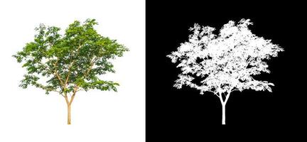 Tree isolated on a white background with clipping path and alpha channel photo